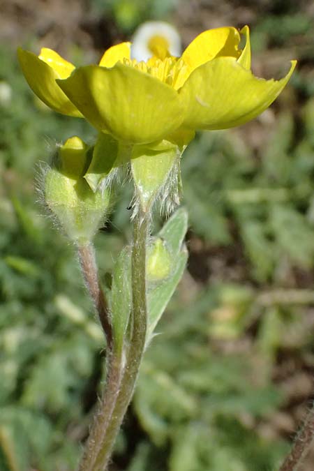 Ranunculus psilostachys \ Flaumiger Hahnenfu / Fuzzy Buttercup, GR Peloponnes, Saitas 19.5.2024