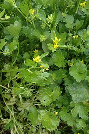 Ranunculus muricatus \ Stachelfr&uuml;chtiger Hahnenfu� / Rough-Fruited Buttercup, GR Athen 9.4.2019