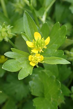 Ranunculus muricatus \ Stachelfr&uuml;chtiger Hahnenfu� / Rough-Fruited Buttercup, GR Athen 9.4.2019
