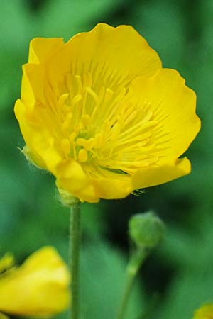 Ranunculus brutius \ Kalabrischer Hahnenfu� / Calabrian Buttercup, GR Peloponnes, Saitas 19.5.2024