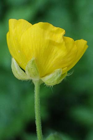 Ranunculus brutius \ Kalabrischer Hahnenfu� / Calabrian Buttercup, GR Peloponnes, Saitas 19.5.2024
