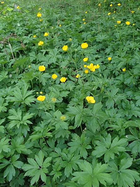 Ranunculus brutius \ Kalabrischer Hahnenfu� / Calabrian Buttercup, GR Peloponnes, Saitas 19.5.2024