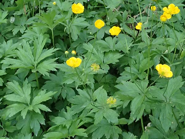 Ranunculus brutius \ Kalabrischer Hahnenfu� / Calabrian Buttercup, GR Peloponnes, Saitas 19.5.2024