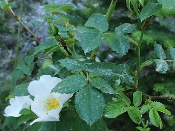 Rosa corymbifera \ Hecken-Rose / Thicket Dog Rose, GR Peloponnes, Saitas 22.5.2024