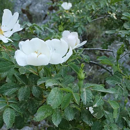 Rosa corymbifera \ Hecken-Rose / Thicket Dog Rose, GR Peloponnes, Saitas 22.5.2024