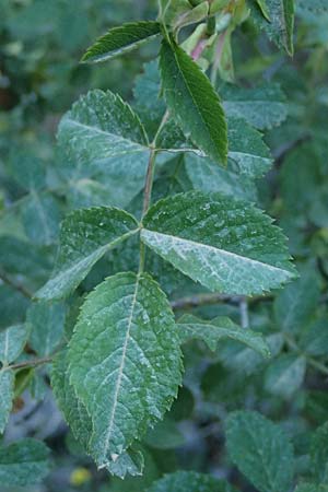 Rosa corymbifera \ Hecken-Rose / Thicket Dog Rose, GR Peloponnes, Saitas 22.5.2024