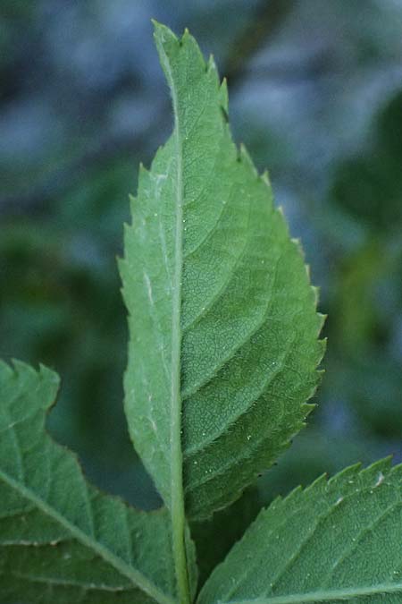 Rosa corymbifera \ Hecken-Rose / Thicket Dog Rose, GR Peloponnes, Saitas 22.5.2024