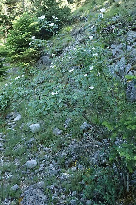 Rosa corymbifera \ Hecken-Rose / Thicket Dog Rose, GR Peloponnes, Saitas 22.5.2024