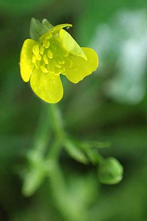 Ranunculus muricatus \ Stachelfr&uuml;chtiger Hahnenfu� / Rough-Fruited Buttercup, GR Peloponnes, Chelmos, Klitoria 23.5.2024