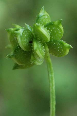 Ranunculus muricatus \ Stachelfr&uuml;chtiger Hahnenfu� / Rough-Fruited Buttercup, GR Peloponnes, Chelmos, Klitoria 23.5.2024