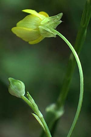 Ranunculus muricatus \ Stachelfr&uuml;chtiger Hahnenfu� / Rough-Fruited Buttercup, GR Peloponnes, Chelmos, Klitoria 23.5.2024