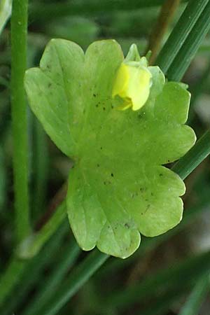 Ranunculus muricatus \ Stachelfr&uuml;chtiger Hahnenfu� / Rough-Fruited Buttercup, GR Peloponnes, Chelmos, Klitoria 23.5.2024