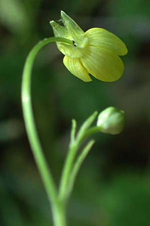 Ranunculus muricatus \ Stachelfr&uuml;chtiger Hahnenfu� / Rough-Fruited Buttercup, GR Peloponnes, Chelmos, Klitoria 23.5.2024
