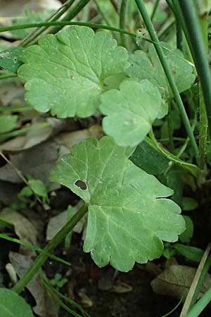 Ranunculus muricatus \ Stachelfr&uuml;chtiger Hahnenfu� / Rough-Fruited Buttercup, GR Peloponnes, Chelmos, Klitoria 23.5.2024