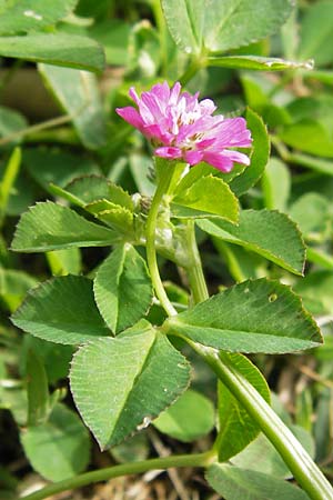 Trifolium resupinatum \ Persischer Wende-Klee / Reversed Clover, GR Peloponnes, Finikounda 30.3.2013
