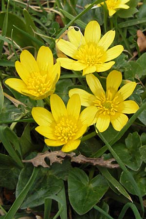 Ficaria grandiflora \ Grobltiges Scharbockskraut / Large-Flowered Celandine, GR Peloponnes, Apollon Tempel von Bassae / Peloponnese, Apollon Temple of Bassae 29.3.2013