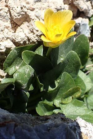 Ficaria grandiflora \ Grobltiges Scharbockskraut / Large-Flowered Celandine, GR Parnitha 22.3.2019