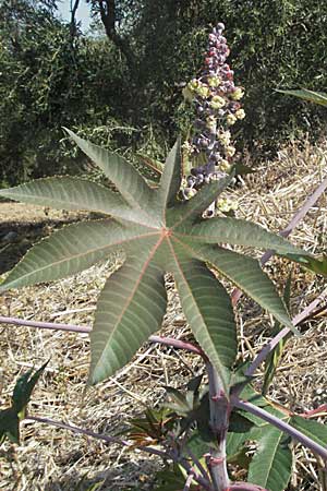 Ricinus communis \ Rizinus / Castor Oil-Plant, GR Parga 24.8.2007
