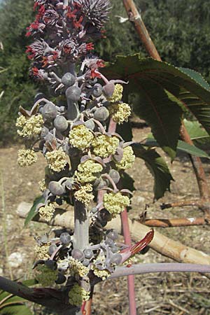 Ricinus communis \ Rizinus / Castor Oil-Plant, GR Parga 24.8.2007