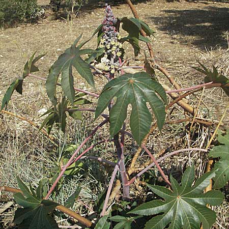 Ricinus communis \ Rizinus / Castor Oil-Plant, GR Parga 24.8.2007
