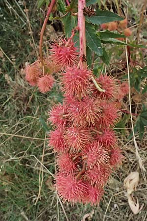 Ricinus communis \ Rizinus / Castor Oil-Plant, GR Peloponnes, Taygetos, Viros - Schlucht / Gorge 25.5.2024