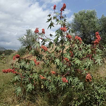 Ricinus communis \ Rizinus / Castor Oil-Plant, GR Peloponnes, Taygetos, Viros - Schlucht / Gorge 25.5.2024