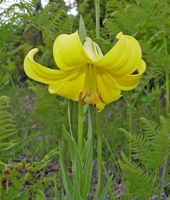 Lilium rhodopeum \ Rhodopen-Lilie / Rodopi's Lily, GR Thrakien/Thrace Xanthi,  Livaditis 12.6.2005 (Photo: Zissis Antonopoulos)