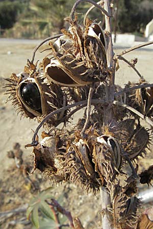 Ricinus communis \ Rizinus / Castor Oil-Plant, GR Parga 24.8.2007