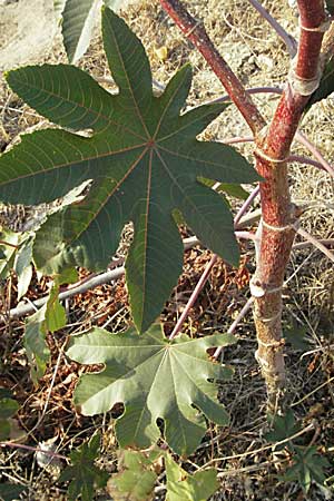 Ricinus communis \ Rizinus / Castor Oil-Plant, GR Parga 24.8.2007