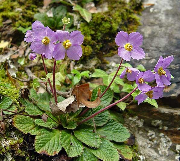 Ramonda nathaliae \ Macedonischer Felsenteller / Nathalie's Ramonda, GR Central Macedonia,  Paiko mountain 5/2005 (Photo: Zissis Antonopoulos)