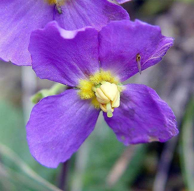 Ramonda nathaliae \ Macedonischer Felsenteller / Nathalie's Ramonda, GR Central Macedonia,  Paiko mountain 5/2005 (Photo: Zissis Antonopoulos)