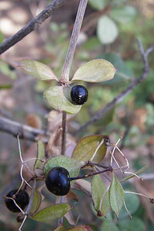 Rubia tenuifolia \ Schmalbl&auml;ttriger R�te / Narrow-Leaved Madder, Himalayan Madder, GR Hymettos 26.8.2014
