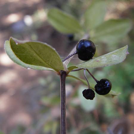 Rubia tenuifolia \ Schmalbl&auml;ttriger R�te / Narrow-Leaved Madder, Himalayan Madder, GR Hymettos 26.8.2014
