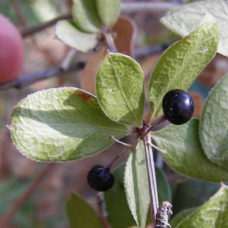 Rubia tenuifolia \ Schmalbl&auml;ttriger R�te / Narrow-Leaved Madder, Himalayan Madder, GR Hymettos 26.8.2014