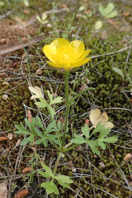 Ranunculus paludosus \ Kerbel-Hahnenfu�, T&uuml;mpel-Hahnenfu� / Fan-Leaved Buttercup, Jersey Buttercup, GR Athen, Mount Egaleo 10.4.2019