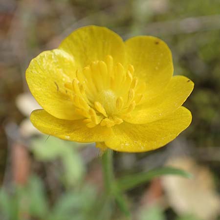 Ranunculus paludosus \ Kerbel-Hahnenfu�, T&uuml;mpel-Hahnenfu� / Fan-Leaved Buttercup, Jersey Buttercup, GR Athen, Mount Egaleo 10.4.2019