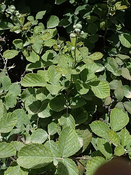 Rubus sanctus \ Heilige Brombeere / Holy Bramble, GR Peloponnes, Mt. Kyllini, Evrostina 22.5.2024
