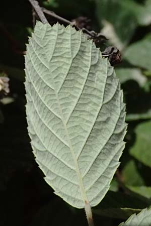 Rubus sanctus \ Heilige Brombeere / Holy Bramble, GR Peloponnes, Mt. Kyllini, Evrostina 22.5.2024