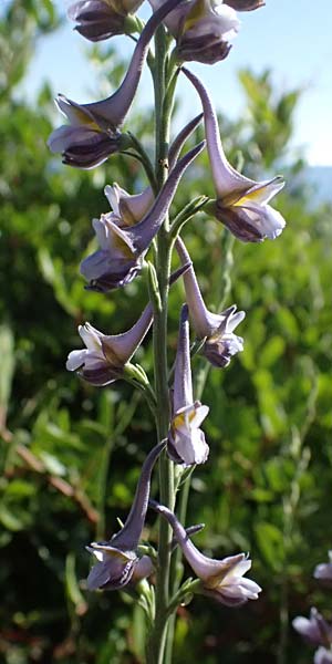 Delphinium hellenicum \ Griechischer Rittersporn / Greek Larkspur, GR Peloponnes, Stoupa 31.5.2024