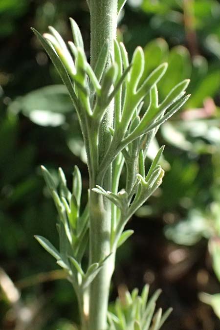 Delphinium hellenicum \ Griechischer Rittersporn / Greek Larkspur, GR Peloponnes, Stoupa 31.5.2024