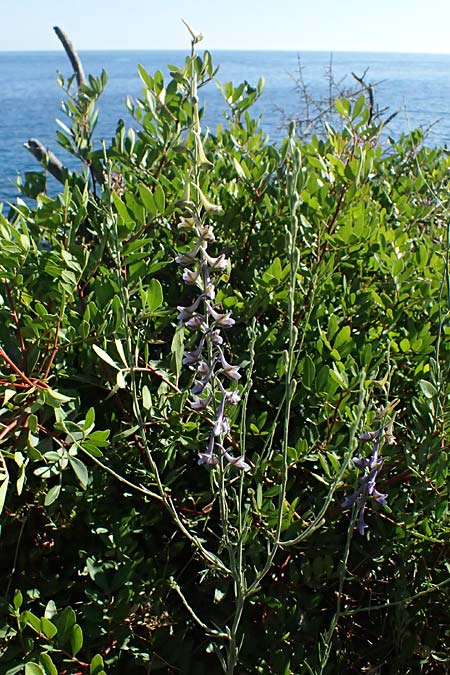 Delphinium hellenicum \ Griechischer Rittersporn / Greek Larkspur, GR Peloponnes, Stoupa 31.5.2024
