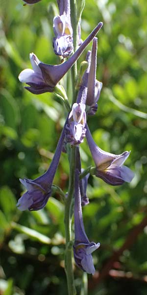 Delphinium hellenicum \ Griechischer Rittersporn / Greek Larkspur, GR Peloponnes, Stoupa 31.5.2024