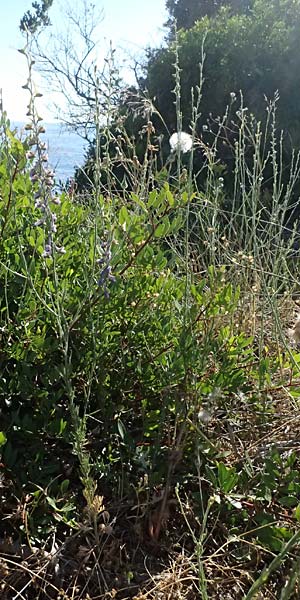 Delphinium hellenicum \ Griechischer Rittersporn / Greek Larkspur, GR Peloponnes, Stoupa 31.5.2024