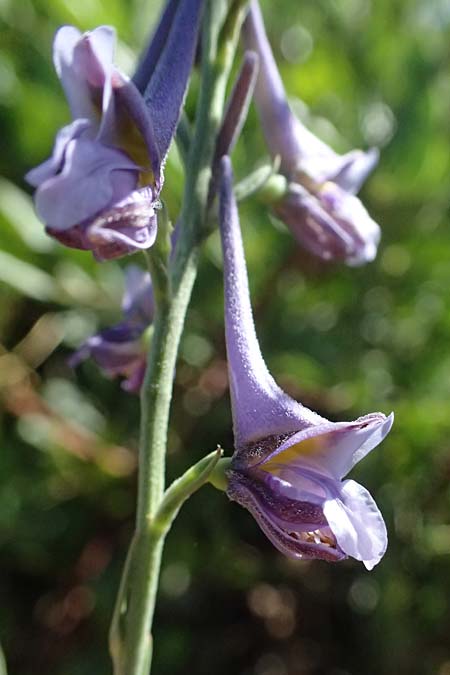 Delphinium hellenicum \ Griechischer Rittersporn / Greek Larkspur, GR Peloponnes, Stoupa 31.5.2024