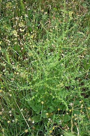 Rumex pulcher \ Sch&ouml;ner Ampfer / Fiddle Dock, GR Dodoni 14.5.2008