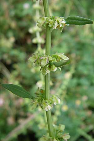 Rumex pulcher \ Sch&ouml;ner Ampfer / Fiddle Dock, GR Dodoni 14.5.2008