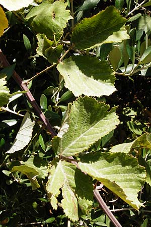 Rubus sanctus \ Heilige Brombeere / Holy Bramble, GR Euboea (Evia), Karistos 30.8.2014