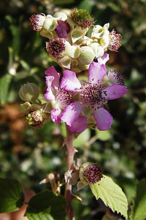 Rubus sanctus \ Heilige Brombeere / Holy Bramble, GR Euboea (Evia), Karistos 30.8.2014