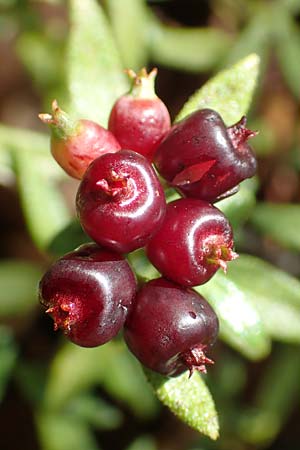 Plocama calabrica \ Kalabrische Putorie / Stinking Madder, GR Euboea (Evia), Istiea 30.8.2017