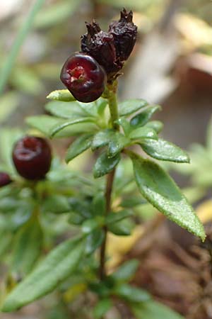 Plocama calabrica \ Kalabrische Putorie / Stinking Madder, GR Euboea (Evia), Istiea 30.8.2017